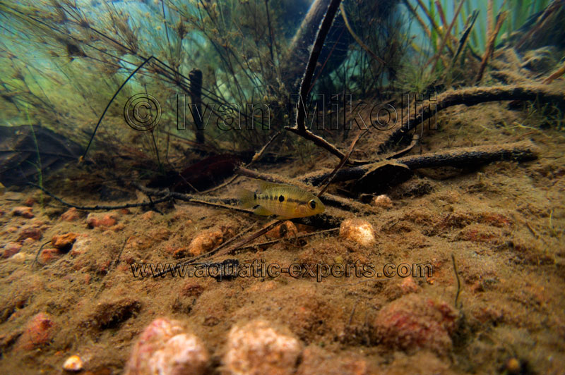 Aequidens chimantanus